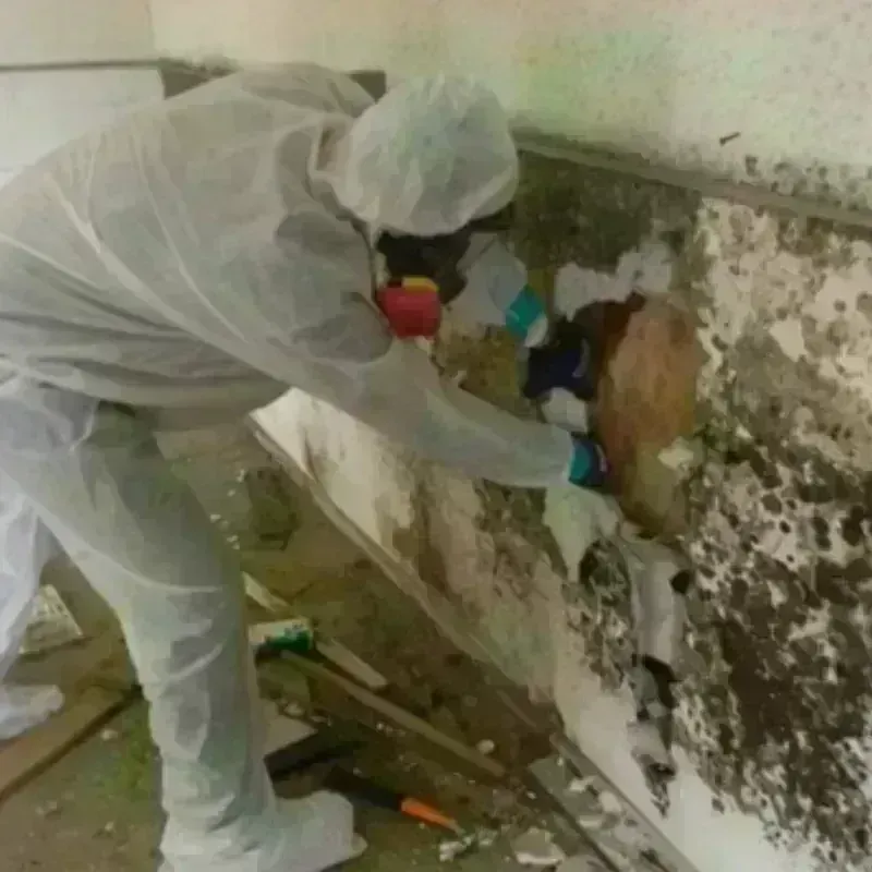 Mold Remediation and Removal in Edmonston, MD